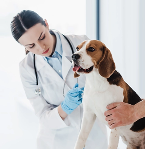 İscehisar Veteriner