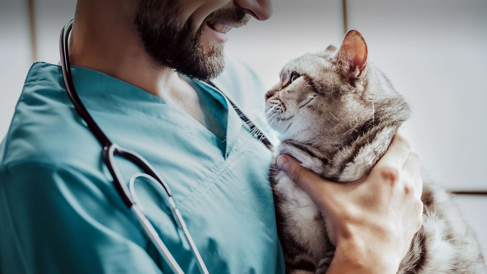 İscehisar Veteriner